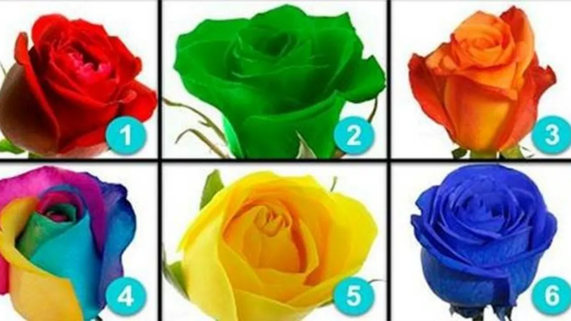 Test de personalitate! Trandafirul pe care îl alegi destăinuie lucruri neștiute despre tine