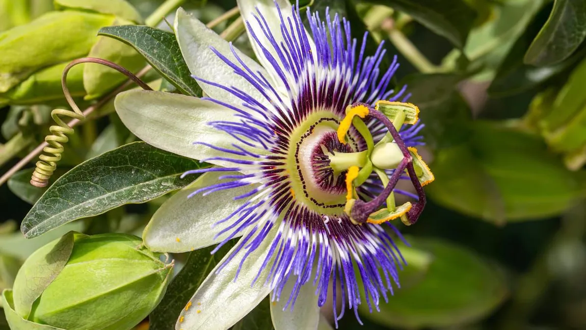 Passiflora sau floarea pasiunii: ce este, ce proprietăți are și cum se poate utiliza