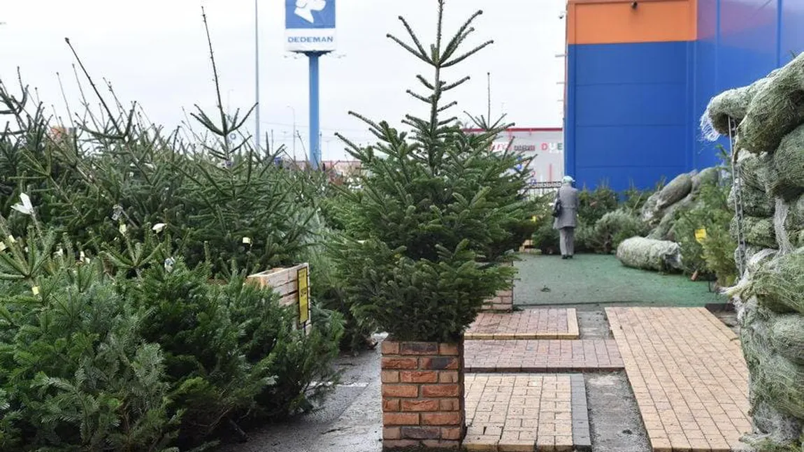 Cât costă un brad natural în iarna lui 2025, în magazinele Dedeman, Hornbach sau Leroy Merlin. Românii au început să renunțe la cei artificiali