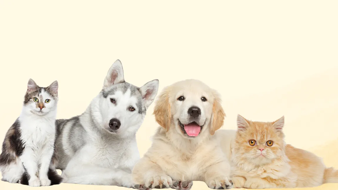 UE schimbă regulile pentru proprietarii de animale: Ce prevede noul proiect legislativ în cazul câinilor și pisicilor