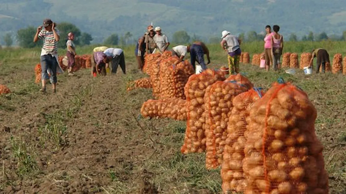 Bani de la Guvern pentru fermierii români. Proiectele pot fi depuse din ianuarie 2026