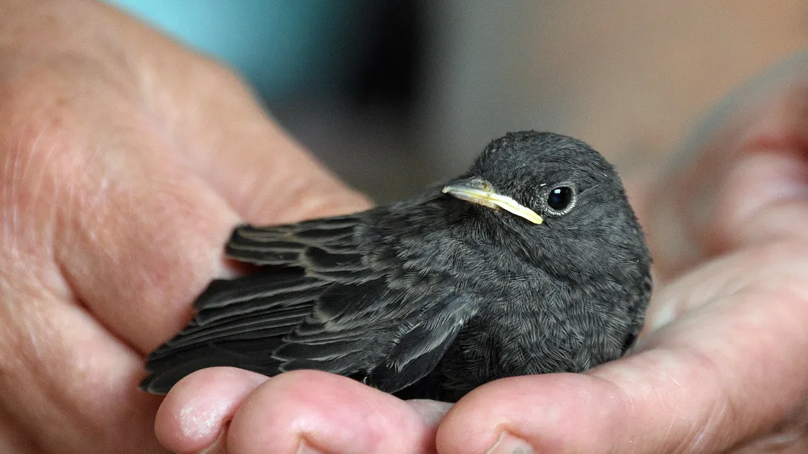 Ce înseamnă când o pasăre se lovește de geam. Ce încearcă să-ți transmită aceasta