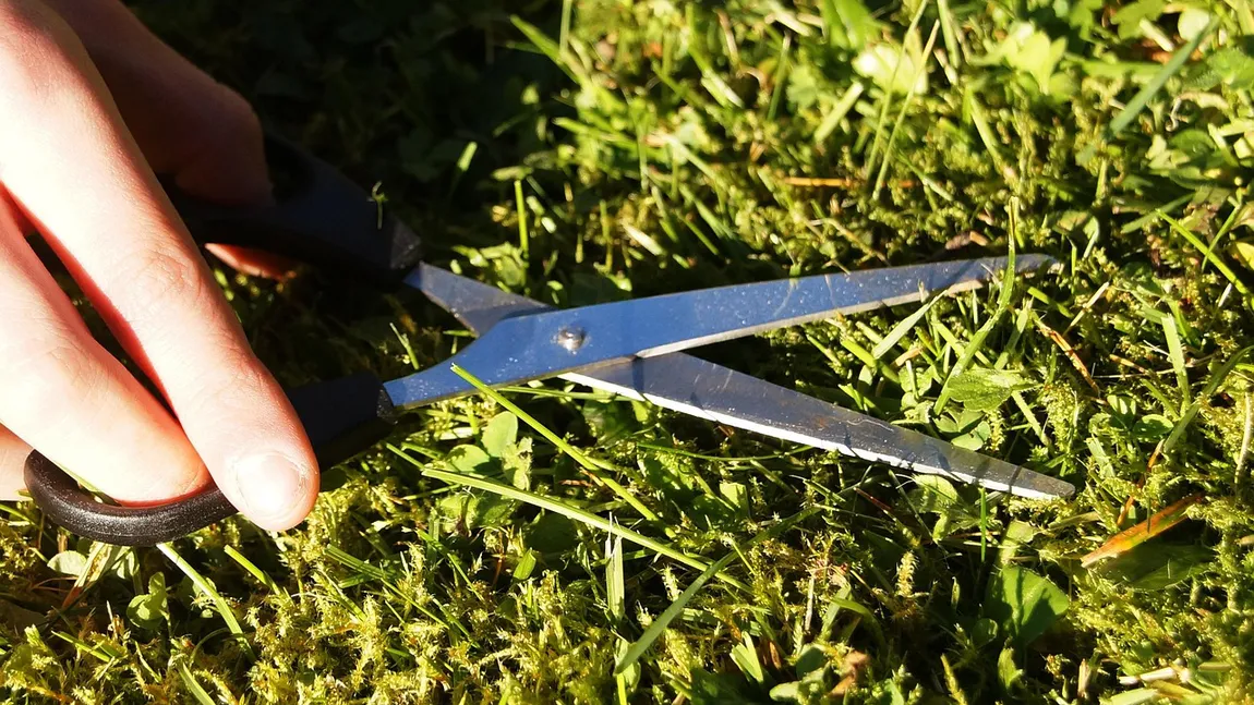 Care sunt plantele pe care trebuie să le tundem în luna decembrie. Cum să-ți pregătești grădina pentru primăvară