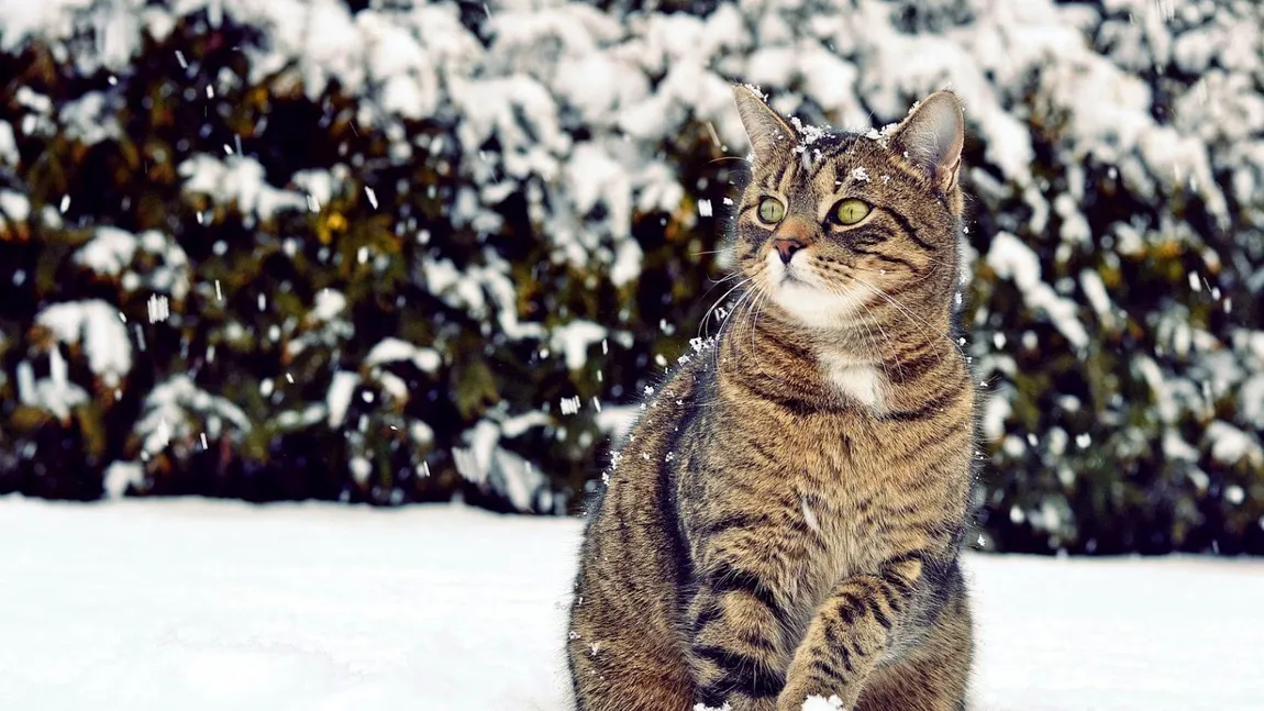 Temperatura la care pisica ta nu ar trebui să mai stea afară