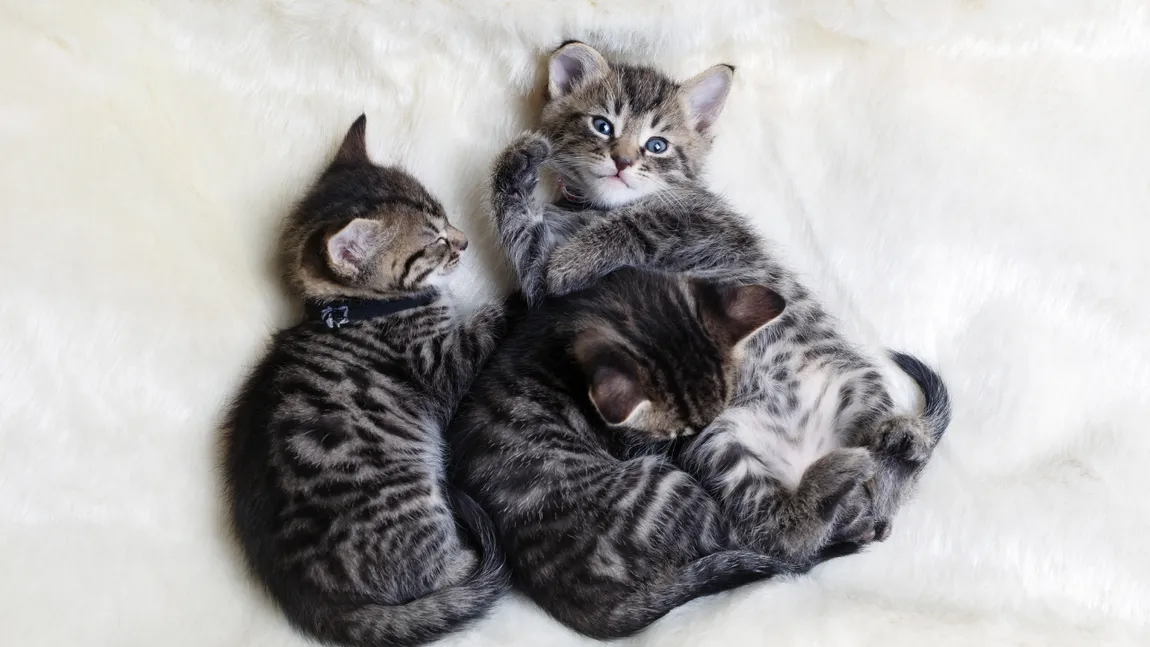 În Olanda a fost confirmat primul caz de gripă aviară la pisici. Mai mulți pui au murit din cauza infecției