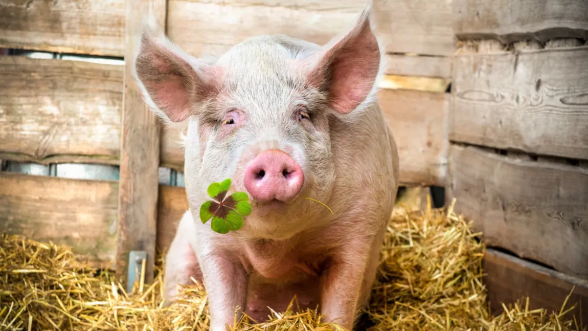 Ce trebuie să faci dacă urmează să tai porcul de Crăciun. Examenul obligatoriu pentru animale, potrivit DSVSA