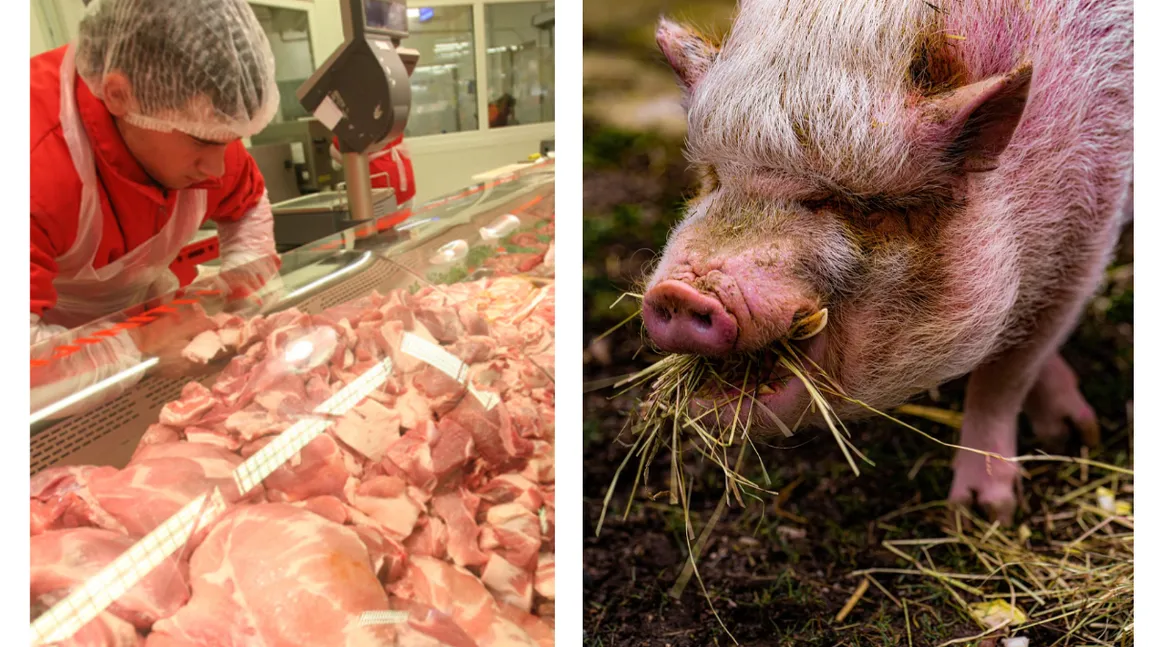 Cât costă porcul de Crăciun cu o săptămână înainte de sărbători în piețe și supermarketuri. Cu cât se vinde porcul în viu direct de la poarta fermei