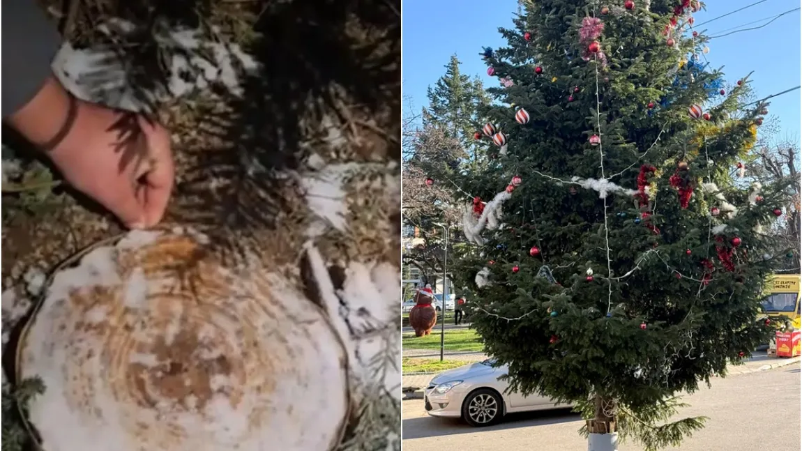 Brad furat din cimitir şi împodobit în centrul oraşului Drăgăşani. Pomul fusese plantat la mormânt de fiii celui răposat