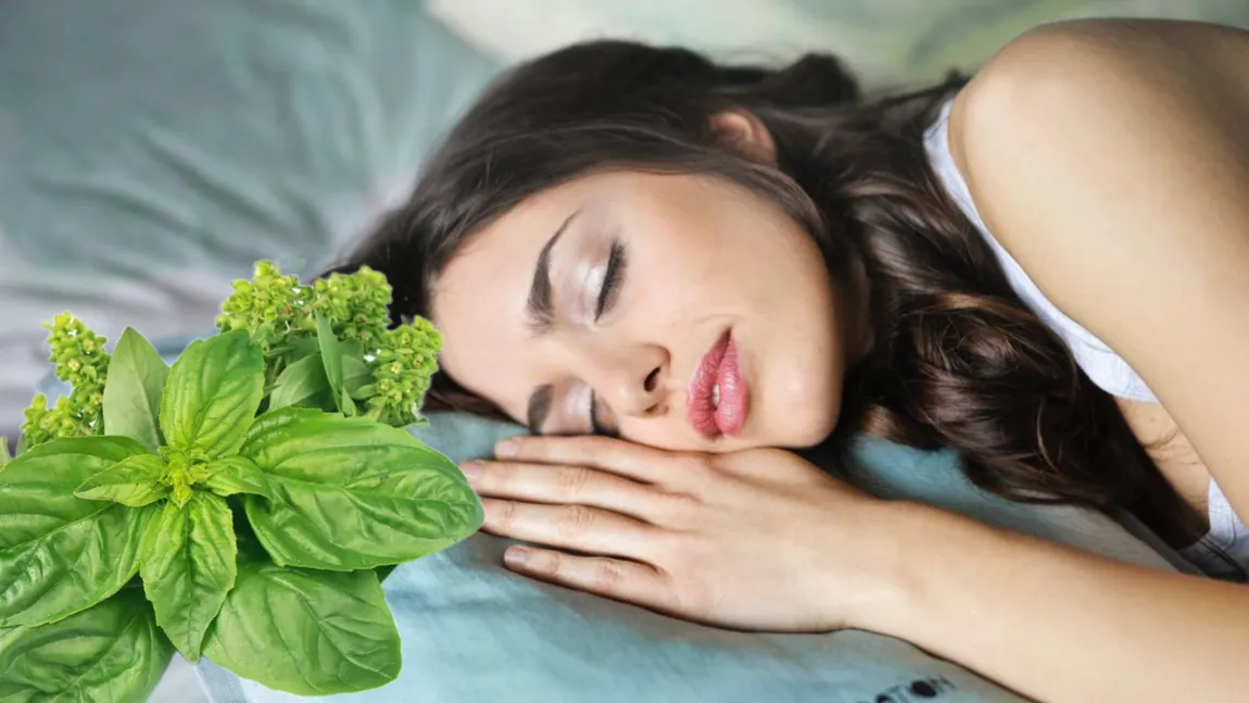 De ce se pune busuioc sub pernă și când? Tradiții, simboluri și credințe legate de Bobotează