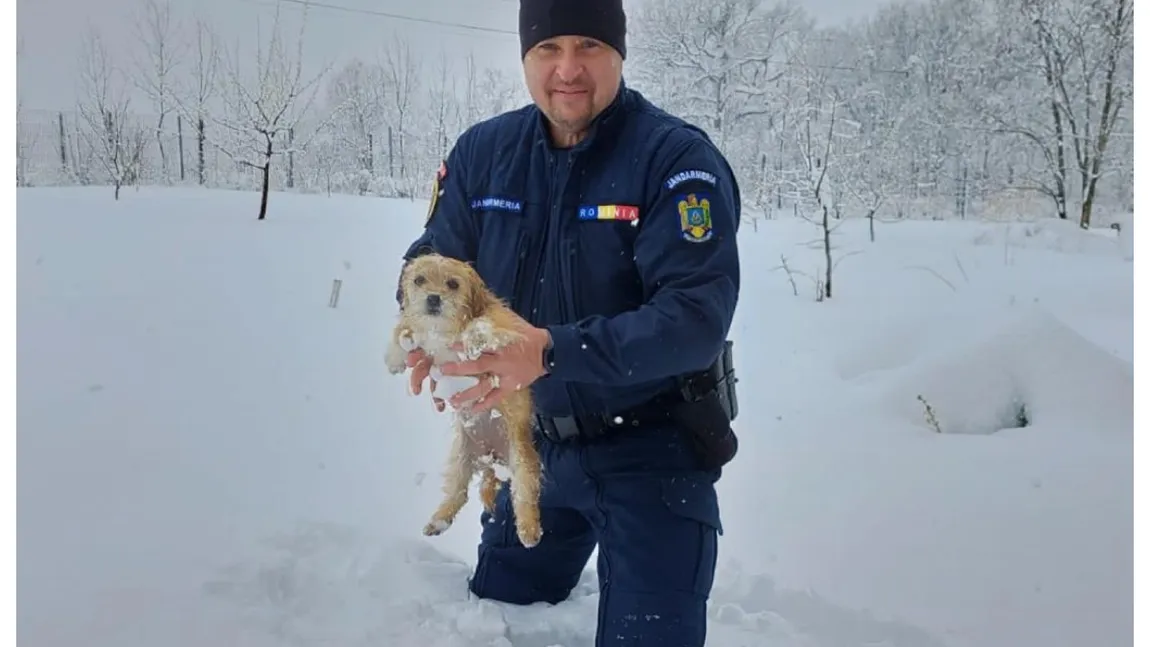 Taxă câini 2026. Incredibil, românii vor plăti impozit şi pentru maidanezi, şi pentru animăluţul propriu! Cât vor scoate din buzunar în fiecare an