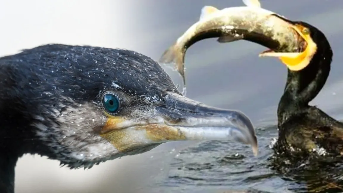 Populația de cormorani din Tulcea a fost scăpată de sub control. Oamenii se plâng că păsările mănâncă prea mult pește și au făcut o petiție pentru a scăpa de ele