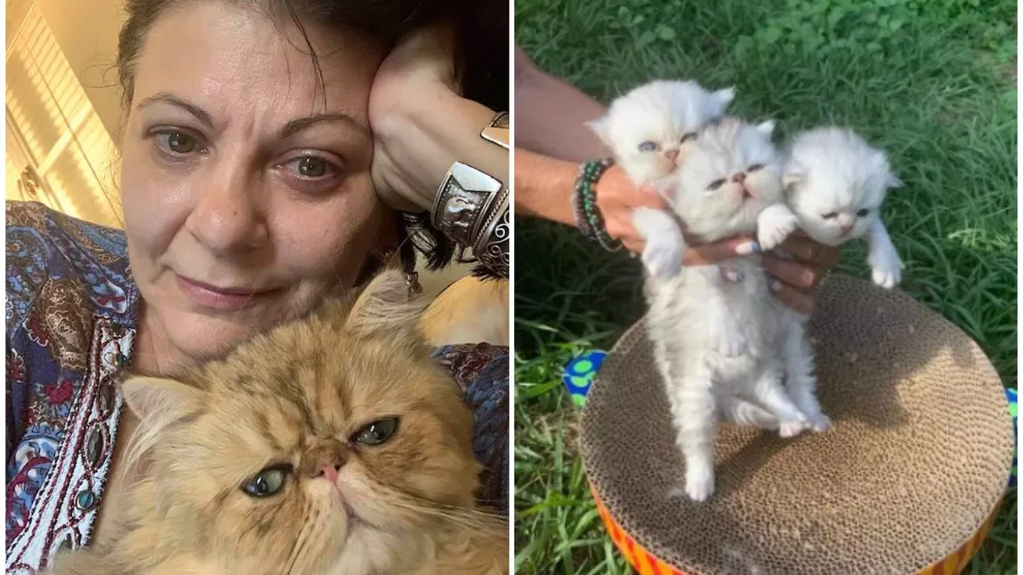 Elena Cârstea, afacere cu pisici în SUA: 