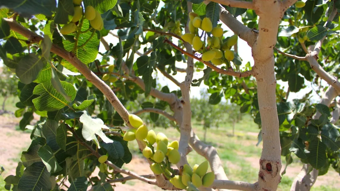 O româncă face angajări la o fermă de fistic din Spania. Salariul oferit, mult peste cele din România