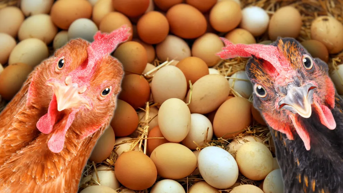 Trucuri simple din gospodărie ca găinile să ouă și iarna. Ce fac micii crescători când vine frigul