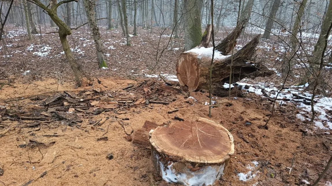 Peste 600 de arbori marcați pentru a fi tăiați în pădurea din Băile Felix. Localnicii sunt îngrijorați, în ciuda explicațiilor autorităților