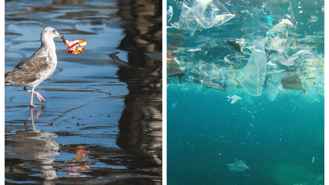Marea Neagră, poluată cu microplastice. Cercetătorii au găsit plastic în sprot, midii și rapane
