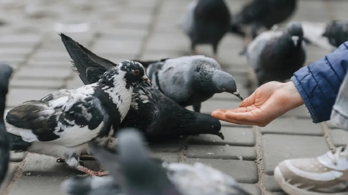 Un notar din Târgoviște a fost amendat după ce a hrănit porumbeii pe domeniul public