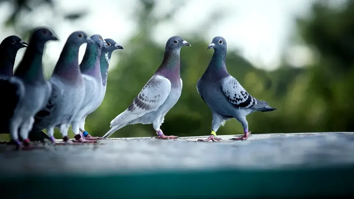 Metoda porumbelul, ultima găselniță a hoților. Un bărbat din Cluj a fost păgubit de bunuri de 52.000 lei