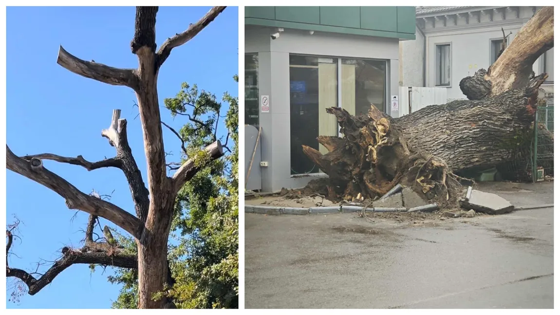 A căzut un mare simbol al Capitalei, considerat ”ultimul martor” al Codrilor Vlăsiei. Internauții se revoltă. ”Opriți măcelul!”