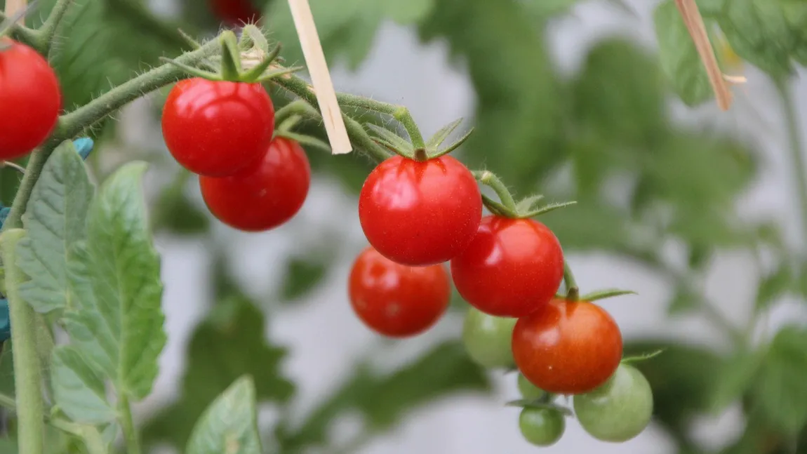 Programul TOMATA 2026. Care sunt condițiile pentru a beneficia de ajutorul oferit de stat și când se depun cererile