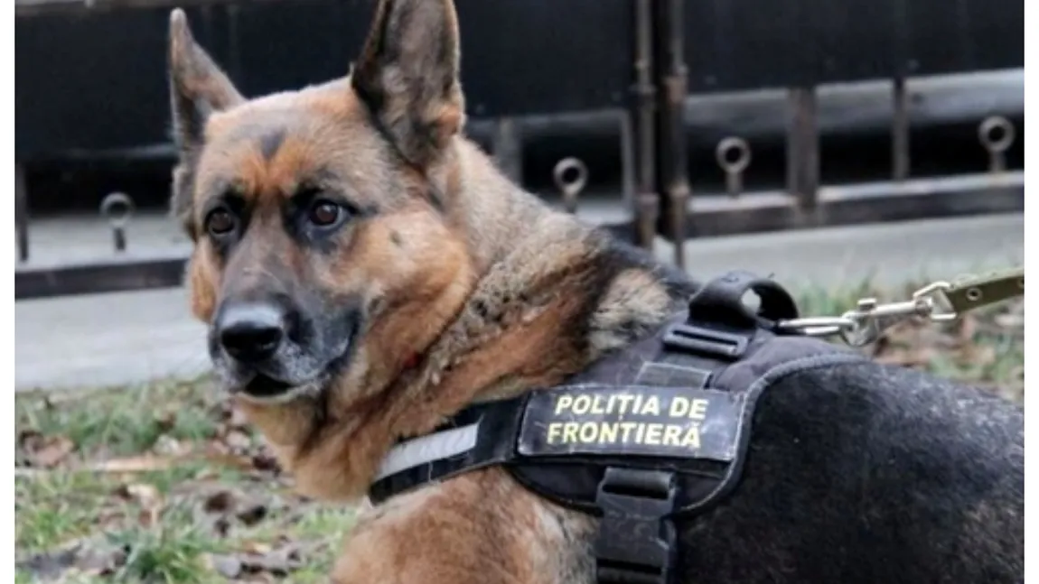 În Poliţie, şi câinii ies anticipat la pensie: Poliția de Frontieră Giurgiu renunţă la un câine „scos din funcțiune” după doar doi ani