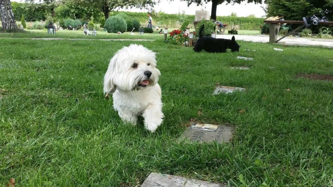 Cimitir pentru animale de peste 2 milioane de euro în Sibiu. Vor fi incluse 233 de locuri „V.I.P” și „Suprem V.I.P”