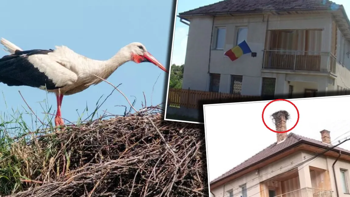 Situație inedită pentru polițiștii dintr-o comună clujeană: sunt ținuți în frig de... o barză. Pasărea și-a făcut cuib pe hornul sediului instituției