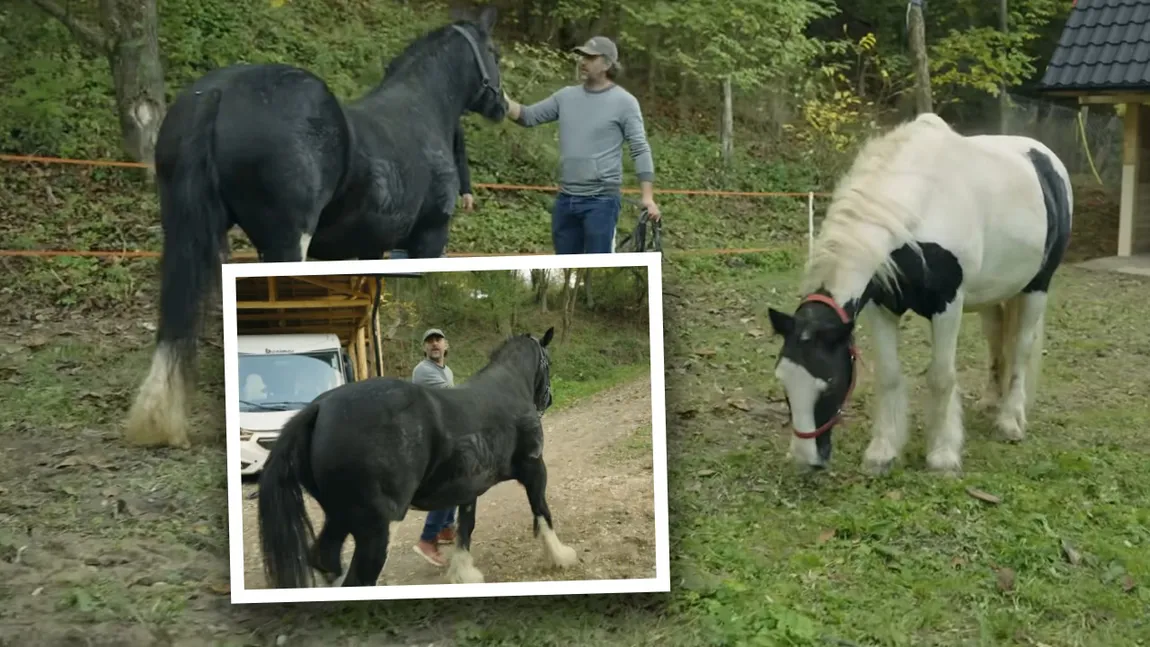 Dragoș Bucur și-a îndeplinit una dintre cele mai mari dorințe. Actorul are acum și doi cai: „Un stil de viață complet schimbat”