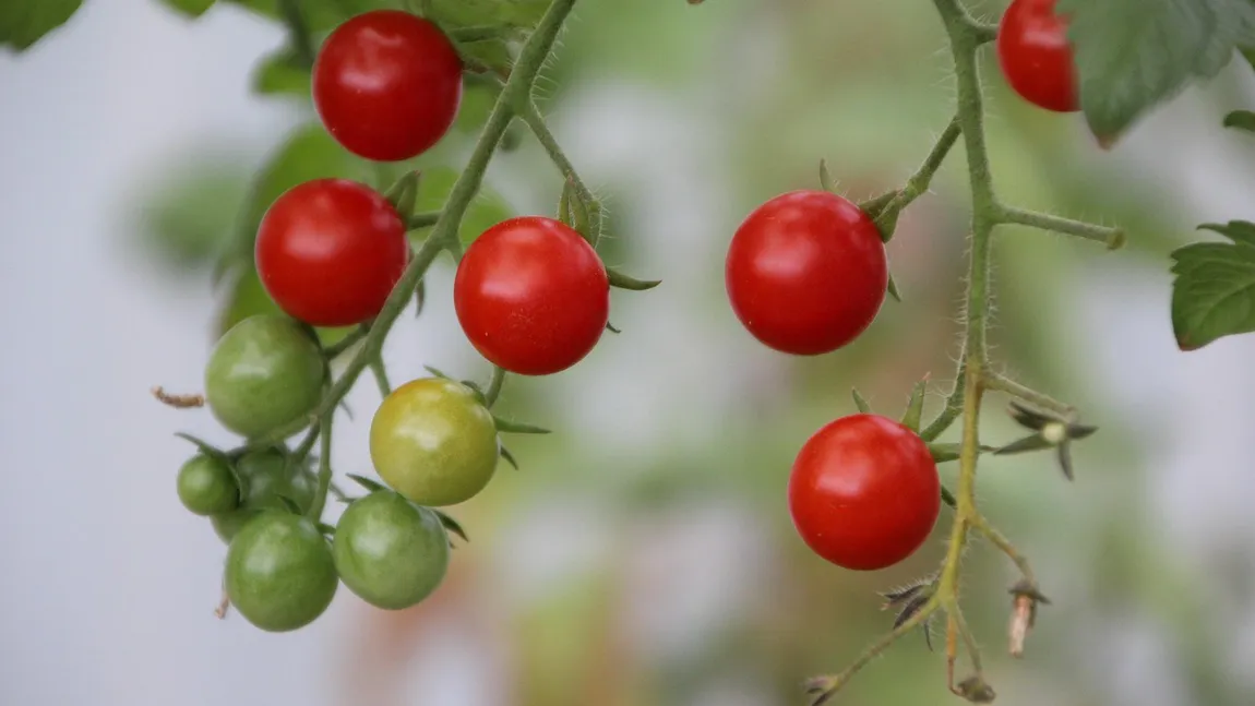 Programul Tomata 2026. Până la ce dată se fac înscrierile pentru a beneficia de subvențiile de la stat