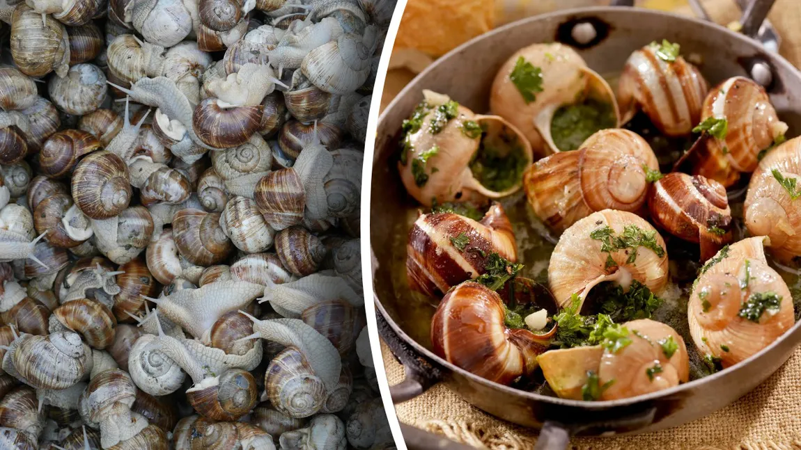 România crește melcul din farfuriile europenilor. Țara noastră a devenit unul dintre cei mai importanți exportatori ai acestui tip de carne