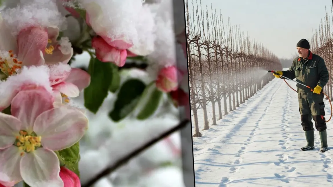 Stropirea pomilor fructiferi în luna februarie. Ce trebuie să eviți să faci, potrivit specialiștilor