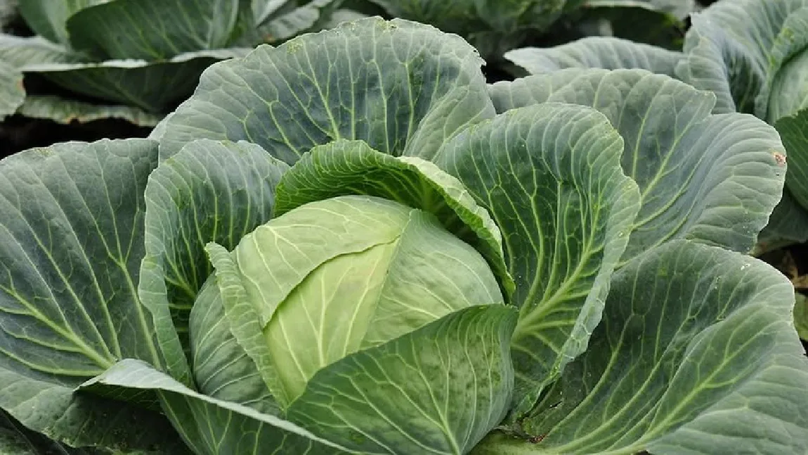 Cât costă un kilogram de varză nouă în piețele din București: „Costuri, motorină, Bolojan, ăștia... Dai un ban, dar e marfă nouă”