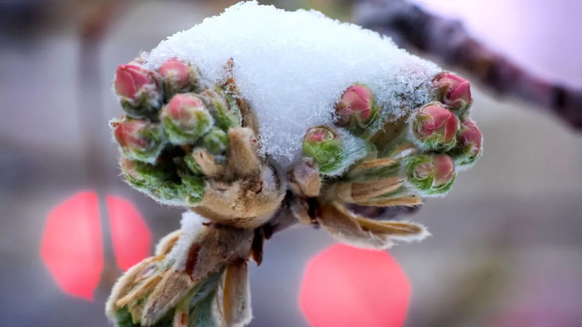 Vești proaste de la meteorologi pentru agriculturi. ANM anunță risc de îngheț în martie și aprilie