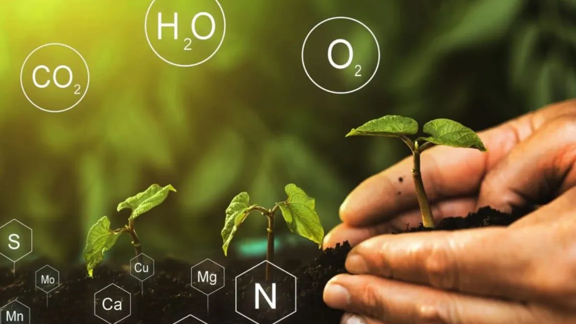 Nutriția plantelor: cum identifici corect carențele și alegi fertilizarea potrivită