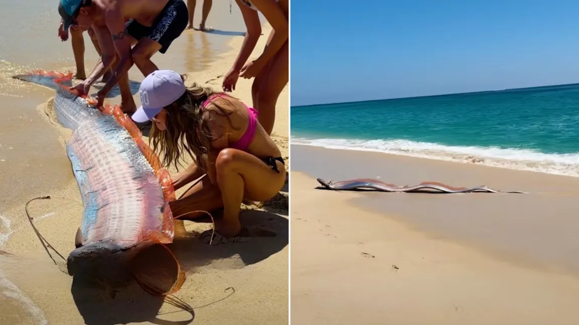 Doi „pești ai apocalipsei” au fost găsiți la țărm, pe o plajă din Mexic! De ce gigantul acvatic este considerat prevestitor al semnelor rele
