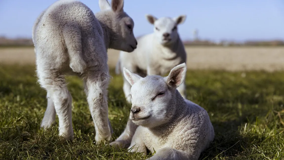 Oierii români, tentați să exporte mieii de Paște: ”De la an la an mi se pare că nu ne mai puteam baza pe piața noastră”