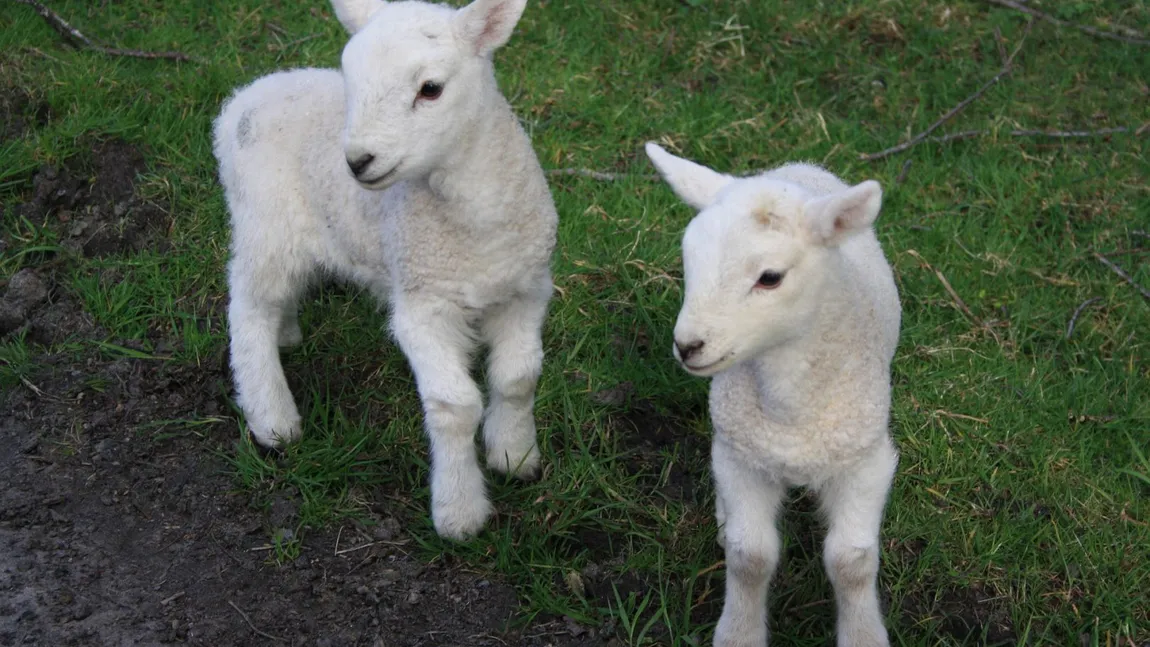 Preț miel de Paște 2026. Cu cât vând oierii kilogramul în 2026: 