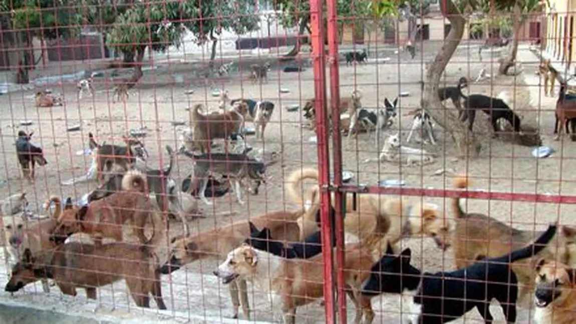 Percheziţii în patru judeţe în cadrul unei anchete privind eutanasierea ilegală a câinilor fără stăpân