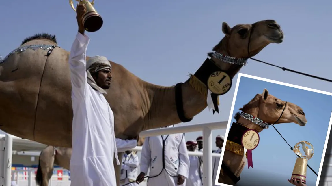 20 de cămile injectate cu botox şi acid hialuronic, descalificate de la un concurs de frumusețe. Mizele acestor concursuri sunt uriaşe