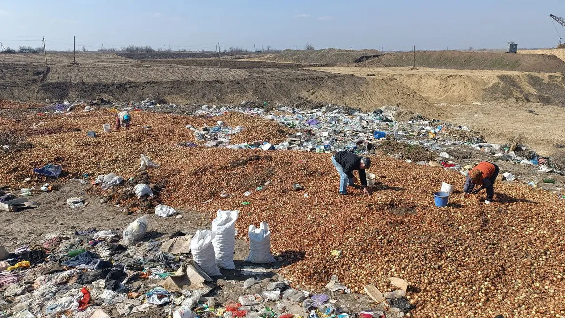 Vine criza? Tone de ceapă și alte legume aruncate la gunoi, recuperate de locanici: „Din magazin tot așa o iau”