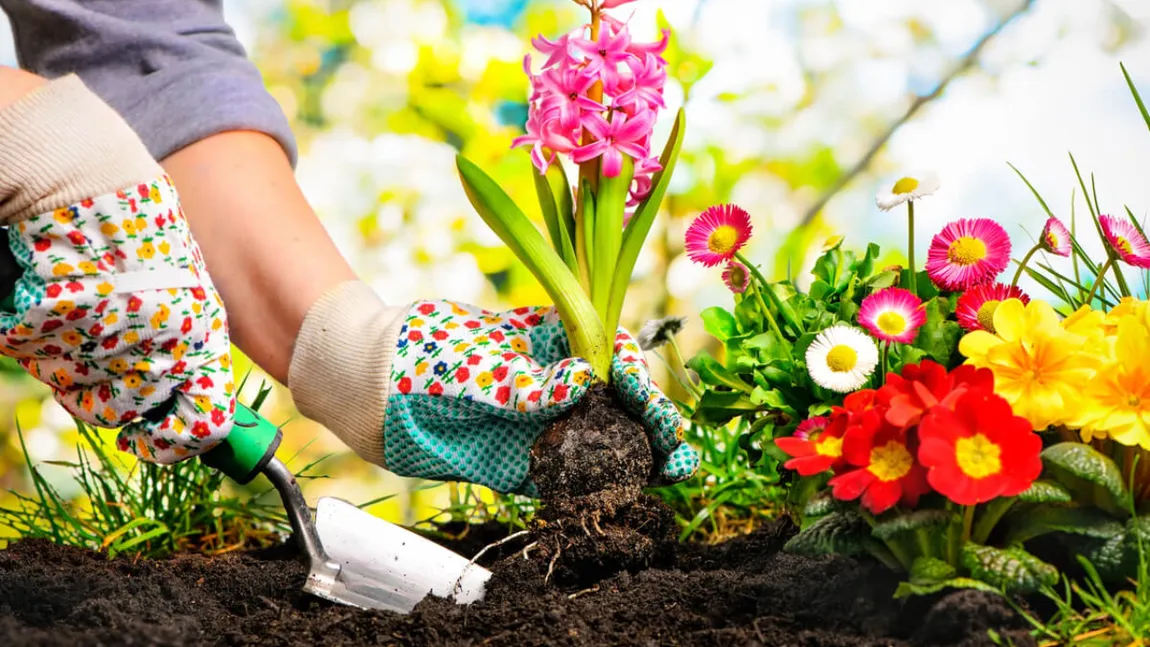 Martie, momentul perfect pentru grădinărit: lista florilor care rezistă la frig și sfaturile oferite de specialiști