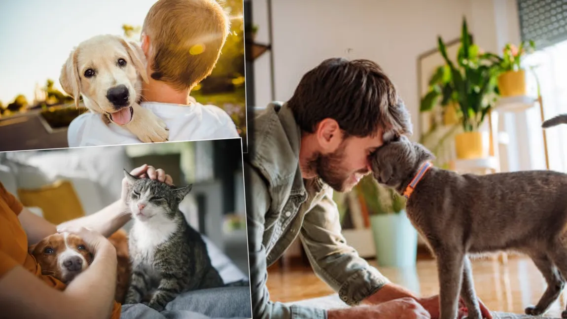 Din ce în ce mai mulți membrii ai Generației Z aleg să aibă pisici. Motivul pentru care tinerii renunță la ideea de a adopta câini