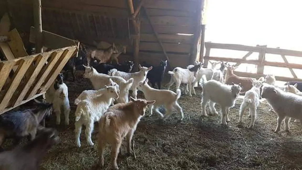 Carnea de ied, o alternativă la miel pe masa de Paşte. Are mai puține calorii și grăsimi și este mai usor de digerat