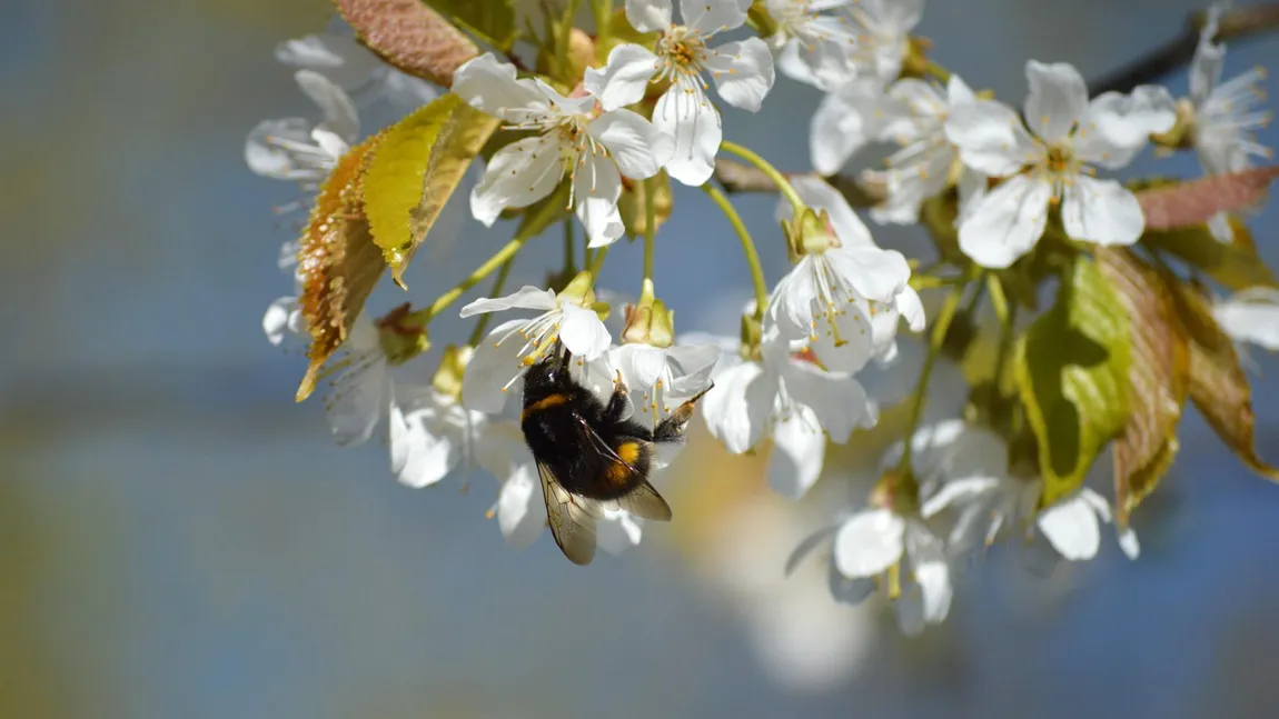 Prognoza meteo. Vine primăvara, meteorologii anunță vreme caldă în luna martie