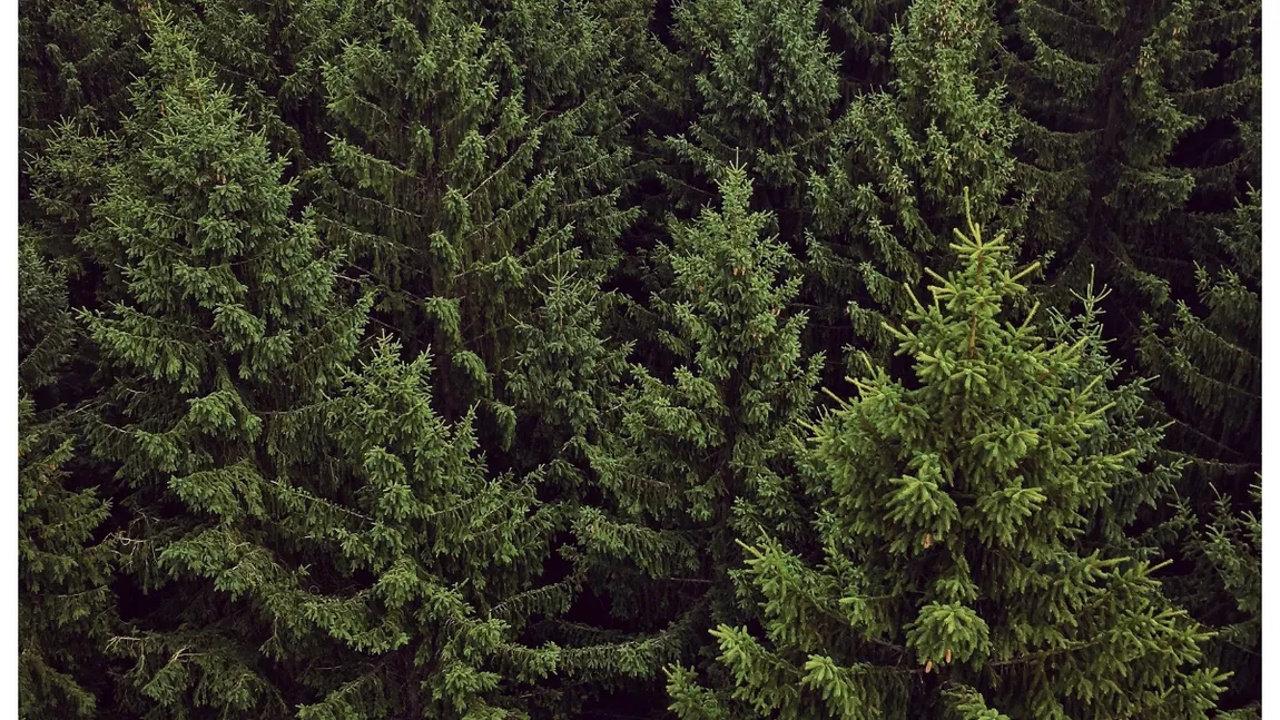 Subvenții APIA 2026. Românii vor primi bani de la stat pentru pomii de Crăciun