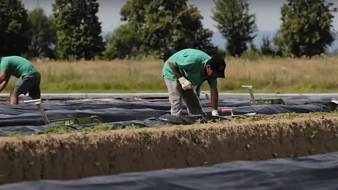 Salarii de până la 4.700 de euro disponibile pentru români în Germania și Polonia. Sunt mii de posturi disponibile, dar candidații nu se înghesuie