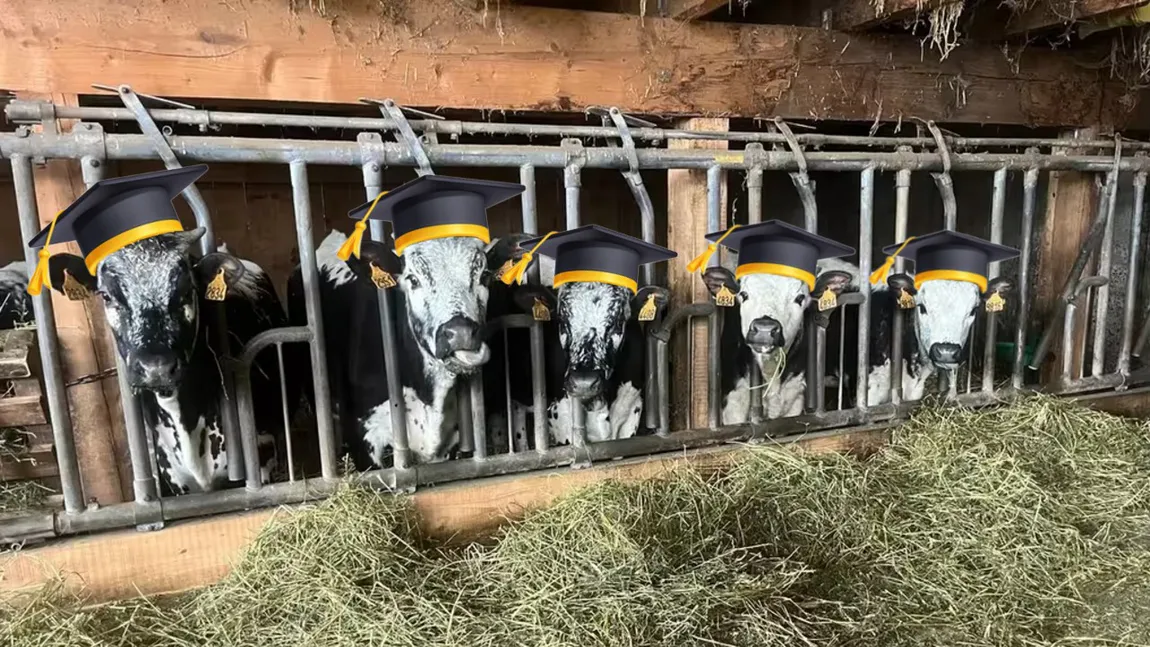 Cinci vaci ar putea fi înscrise la o școală din Franța pentru a opri desființarea unei clase: „Preferă pășunile în locul sălilor de clasă”