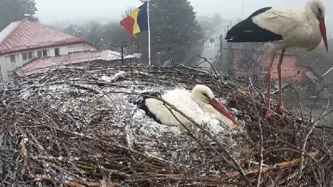 Vreme ca de Crăciun în minivacanţa de 1 Mai. Berzele şi-au setat greşit GPS-ul FOTO şi VIDEO