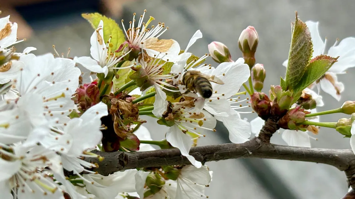 Florile care ajută pomii fructiferi. Țin la distanță dăunătorii și atrag albinele