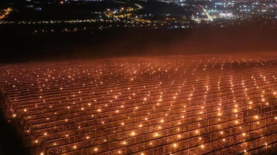 VIDEO Suma imensă investită de un agricultor pentru a-și salva recolta. 40.000 de euro ”arși” într-o singură noapte într-o livadă de cireșe